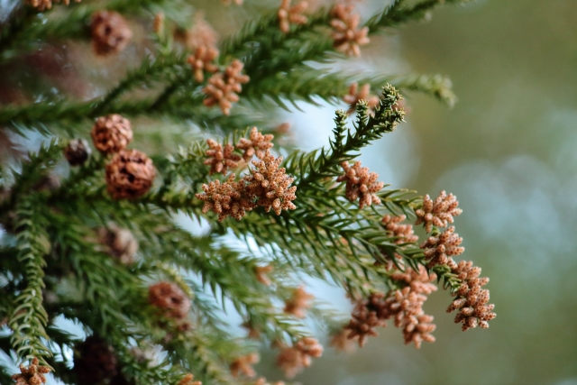 花粉が飛ぶ様子